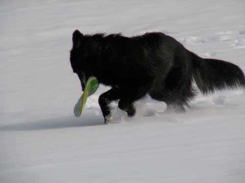 Frisbee Dog