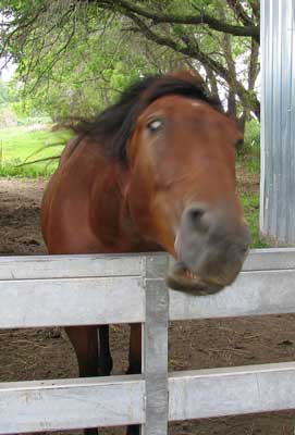 Police Horses