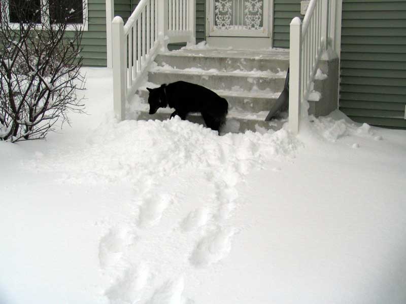 Did Someone Say Snow Plow Service?