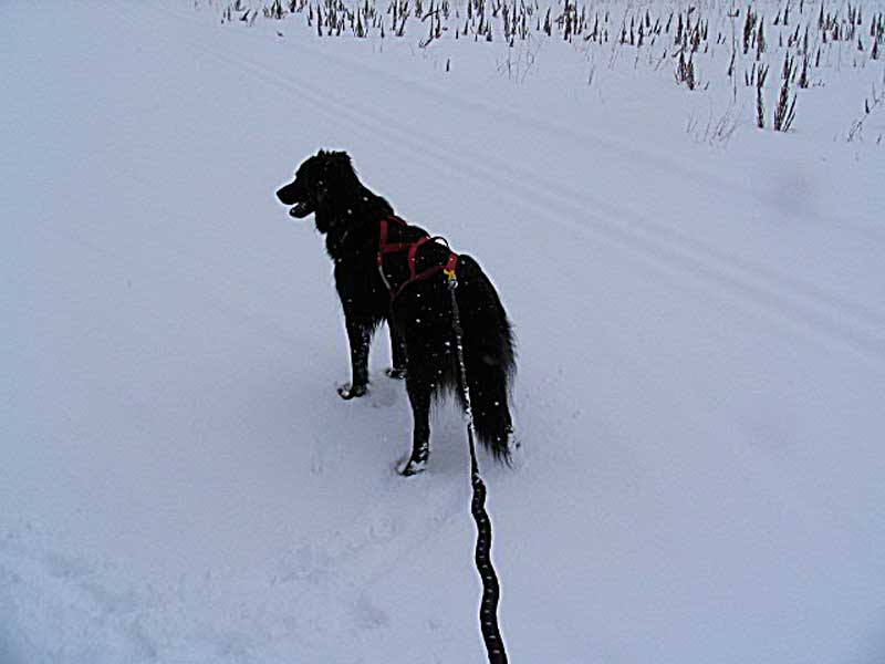 Taking Advantage of Fresh Snow