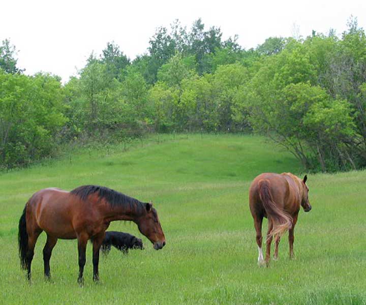 Boarding for Horses… Check!