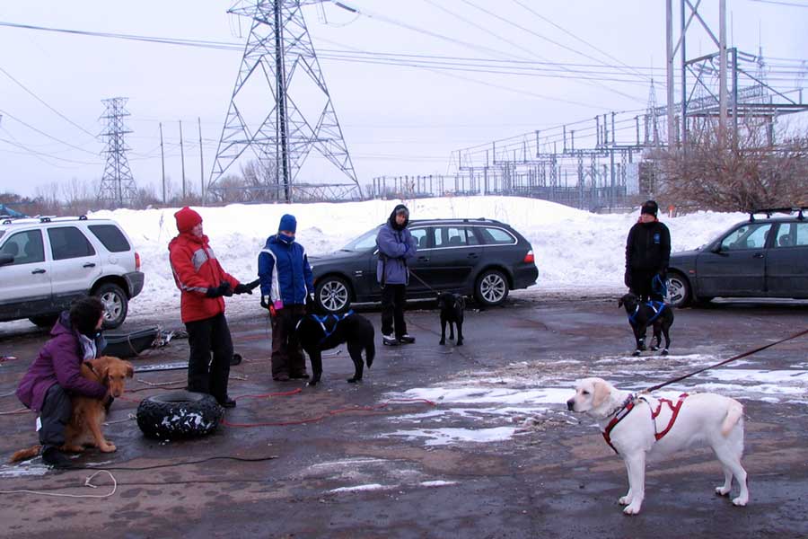 Skijoring Basics