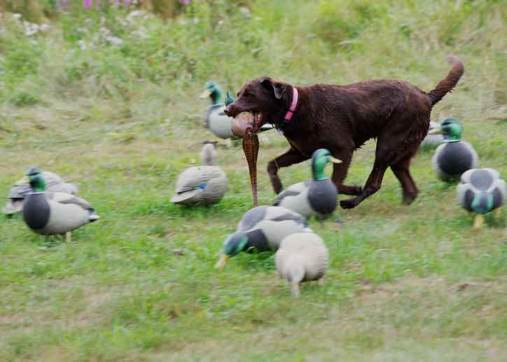 Unrestrained Dog Joy