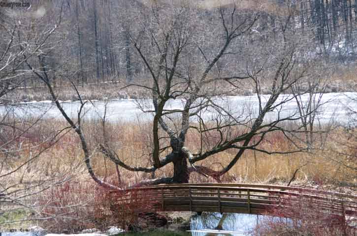 A Farmer in the Arboretum