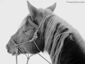 horse