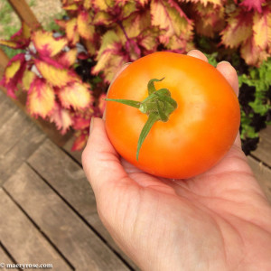 tomato