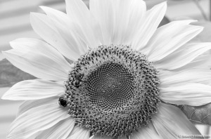 Bees on Sunflower