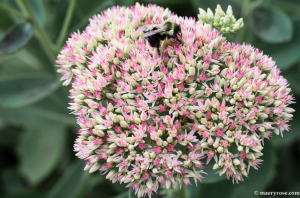 Bee on Sedum