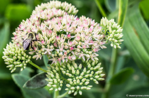 Bee on Sedum