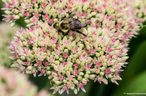Bee on Sedum