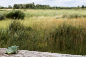 tree frog