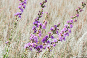 meadow knapweed