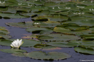 lilypads