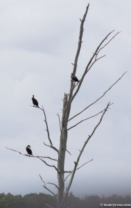 cormorants
