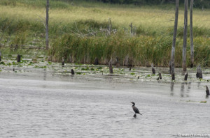 cormorant