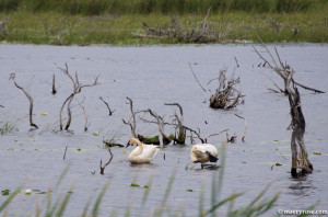 Swans