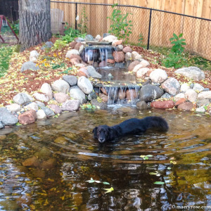 dog swimming
