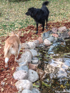 dogs playing