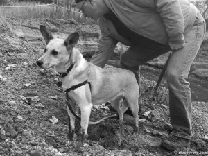 dog with muddy feet