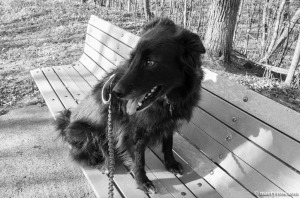 dog sitting on bench