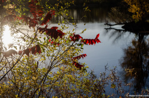sumac on the river