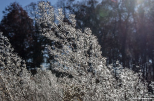 roadside weeds