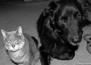 cat and dog