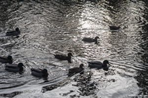 ducks on Rum River