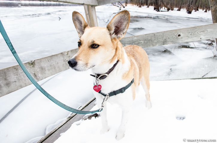 A Dog for Every Season of Life