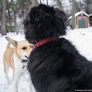 two dogs