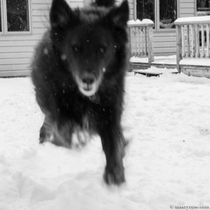 dog running