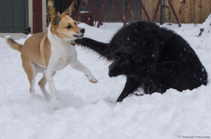 dogs playing