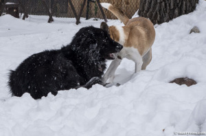 dogs playing