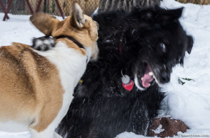 dogs playing