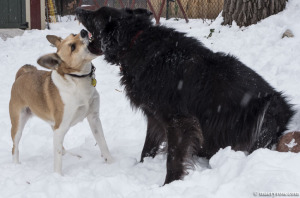 dogs playing