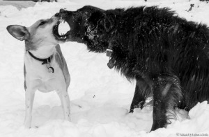 dogs playing