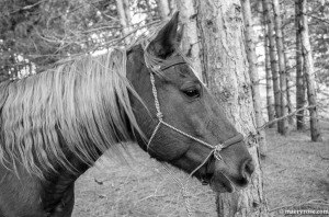 horse in woods