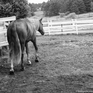 horse walking away