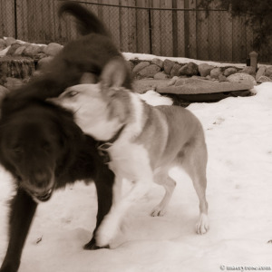 dogs playing