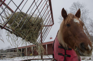 horse eating hay