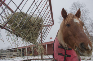 horse eating hay