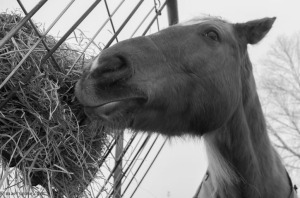 horse eating hay