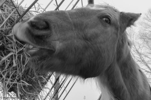 horse eating hay