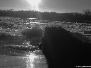 dog by river