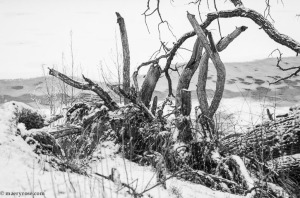 downed tree in snow
