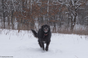 dog running