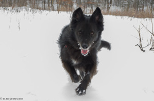 dog running