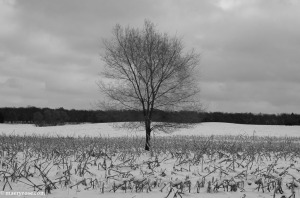 tree in corn field