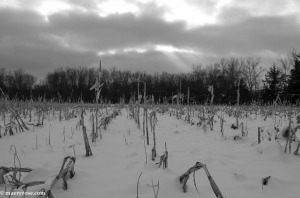 cornfield in winter