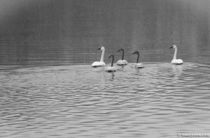 swans on Mississippi River